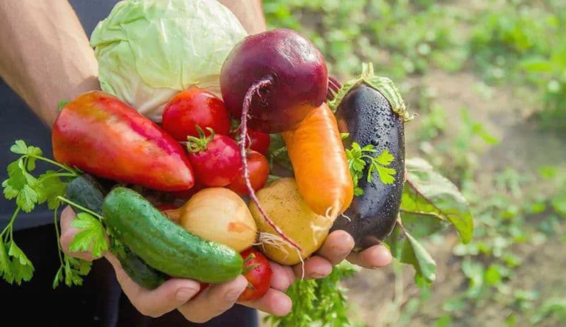 CASTELLAMONTE-OZEGNA - 70enne beccato a rubare la verdura negli orti della zona