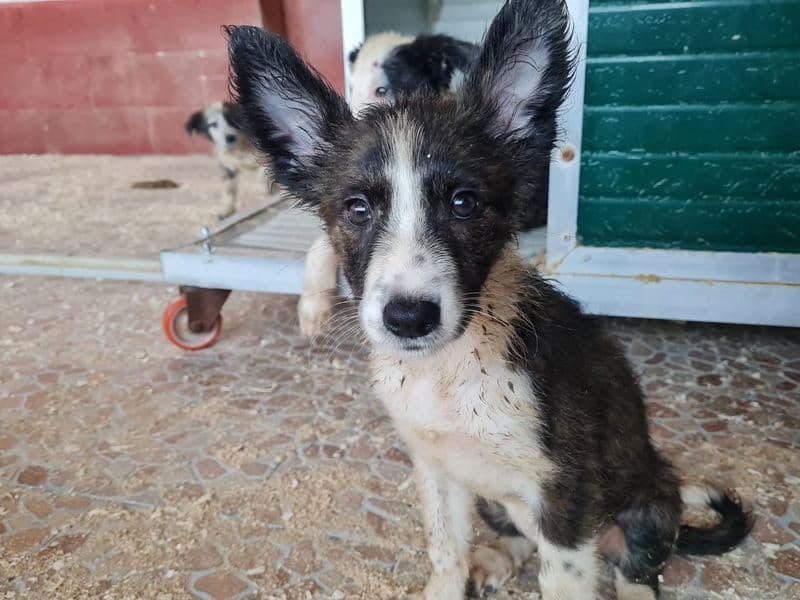 PONT CANAVESE - Una nuova vita per i cani salvati dalla casa degli orrori