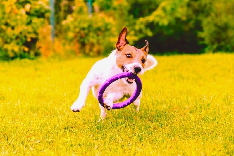 SAN BENIGNO CANAVESE - «Fuori i cani dai giardini pubblici»: ma il tribunale boccia l'ordinanza