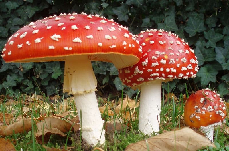 CANAVESE - Fate riconoscere i funghi per evitare avvelenamenti