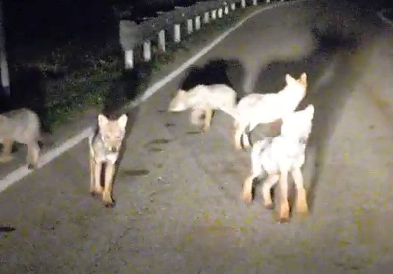 VALPRATO SOANA - Giovani lupi tranquillamente a spasso sulla strada per Piamprato - VIDEO
