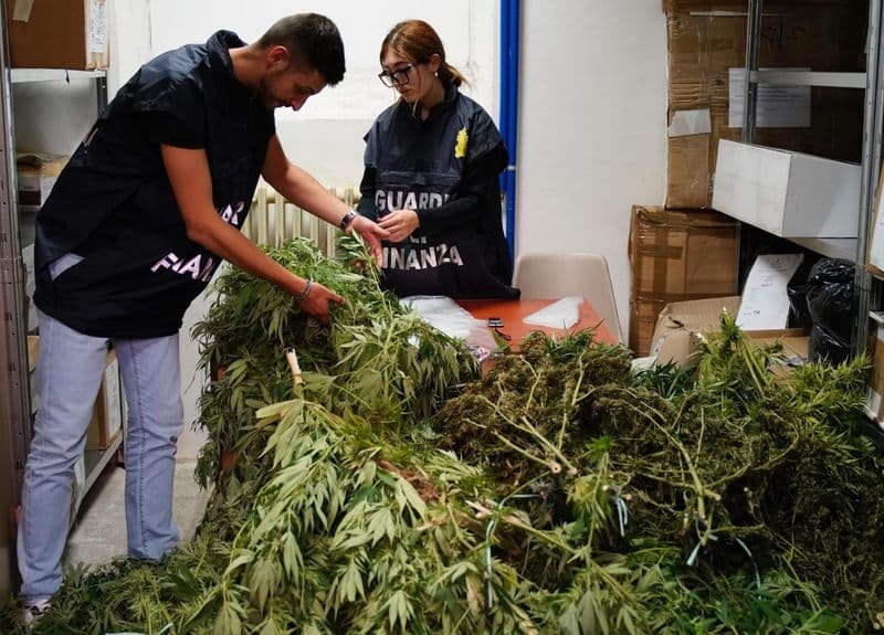 CUORGNE' - Piantagione di marijuana nel capannone: un uomo arrestato dalla guardia di finanza - FOTO