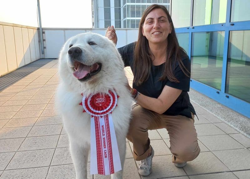 CASTELLAMONTE - Tante coccole in Città Metropolitana per Cafaggio, campione del mondo di bellezza - FOTO