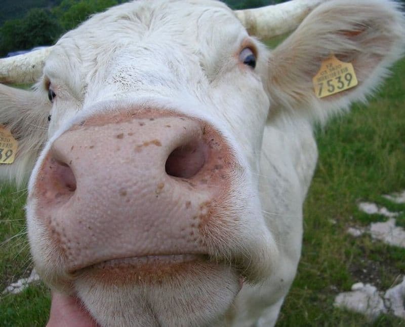 VALCHIUSELLA - Arriva un corso per diventare bravi allevatori di montagna