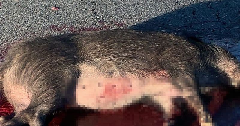 PONT CANAVESE-CUORGNE' - Due auto investono un cinghiale sulla 460: una donna ferita