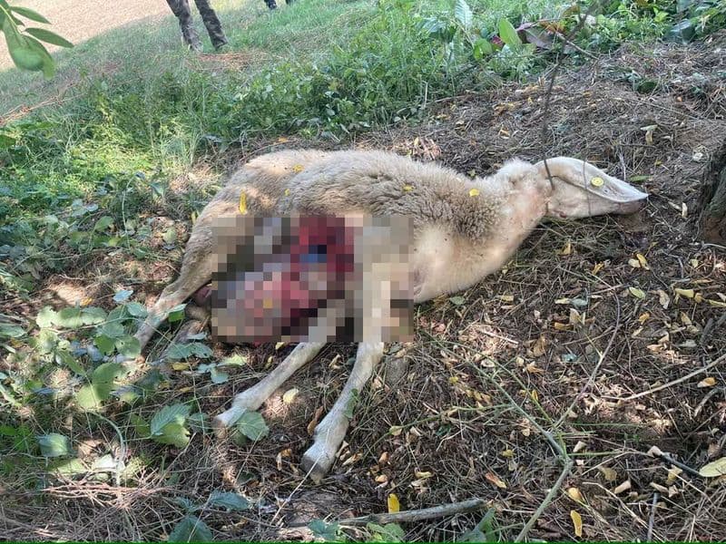 RIVAROLO CANAVESE - Pecore uccise in regione Gave: allevatori allarmati - FOTO