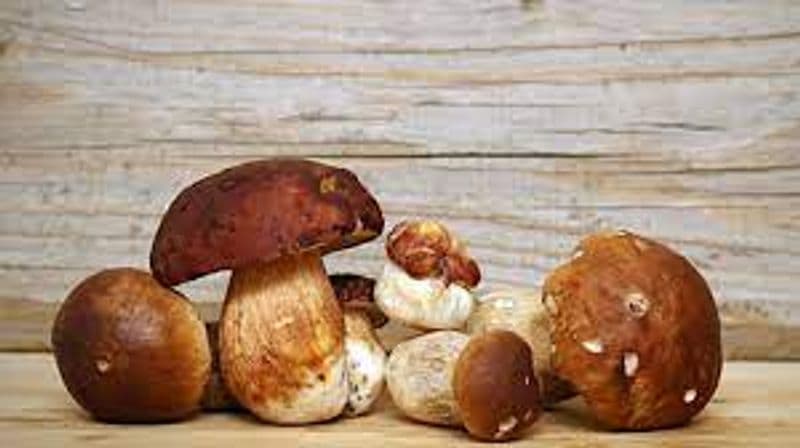 CANAVESE - Un corso per essere idonei alla vendita di funghi freschi