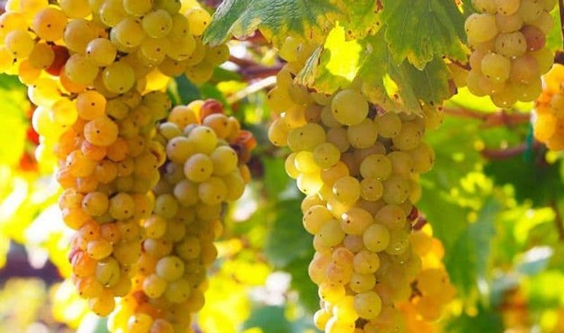 CALUSO - L'Erbaluce Fiordighiaccio premiato a Milano da DoctorWine