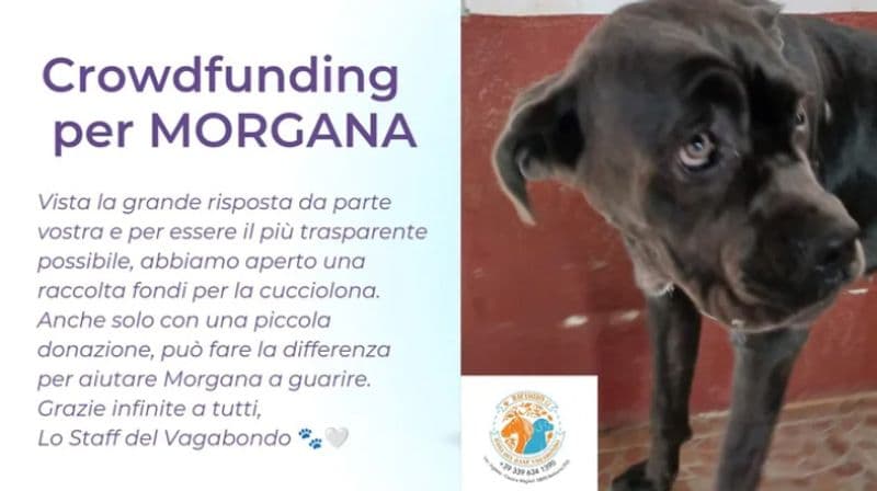 BARBANIA - Morgana sta male, il web si mobilita per aiutare i volontari che la stanno seguendo