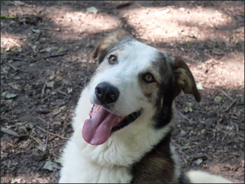 OZEGNA - Bolletta dei rifiuti gratis per chi adotta Filippo, il cane ritrovato in paese e di proprietà del Comune