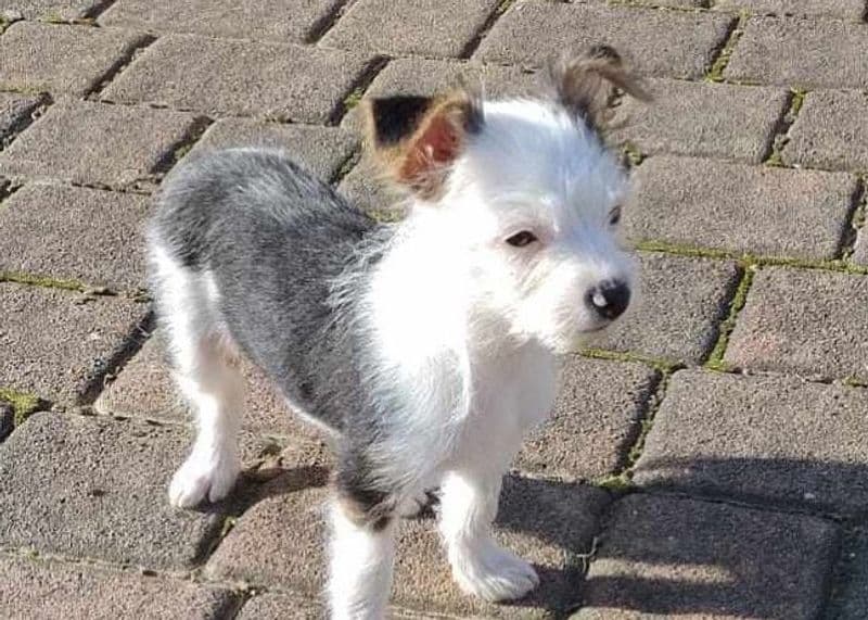 SALASSA - Appello per ritrovare questa cagnolina di appena tre mesi scomparsa nel nulla