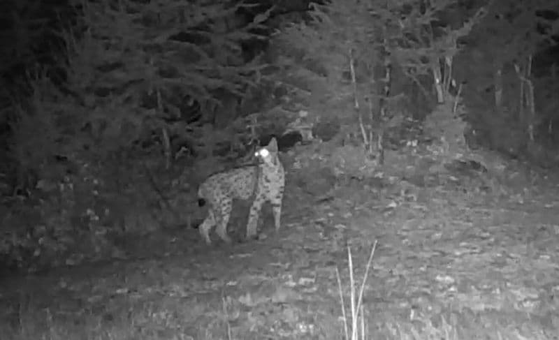 GRAN PARADISO - Avvistata una lince nell'area protetta del Parco nazionale: non succedeva dal 1916 - VIDEO