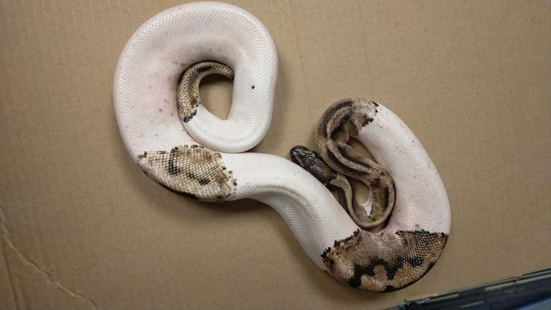 CHIVASSO - Trovato un pitone in via Togliatti: ora è al Canc di Grugliasco - FOTO