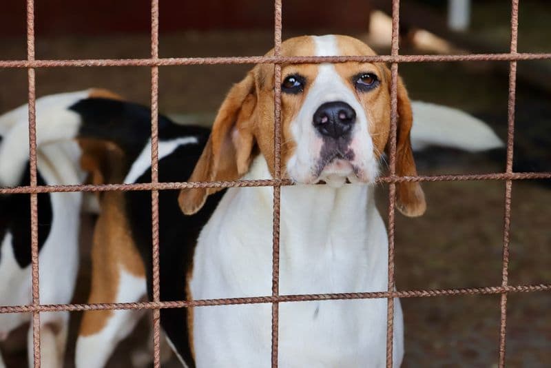 BARBANIA - Centinaia di beagle e cani salvati da un allevamento degli orrori: è gara di solidarietà per aiutarli - FOTO
