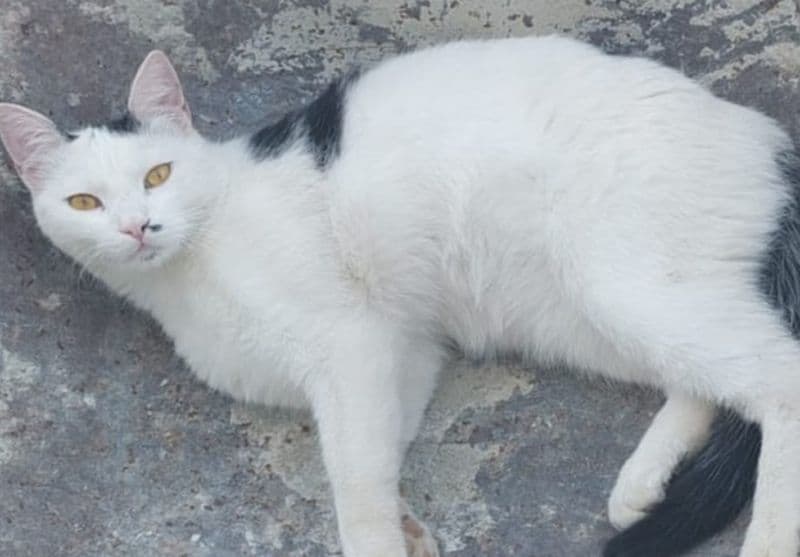 FRONT CANAVESE - Appello per ritrovare il gatto Marvel, smarrito in frazione Grange - FOTO