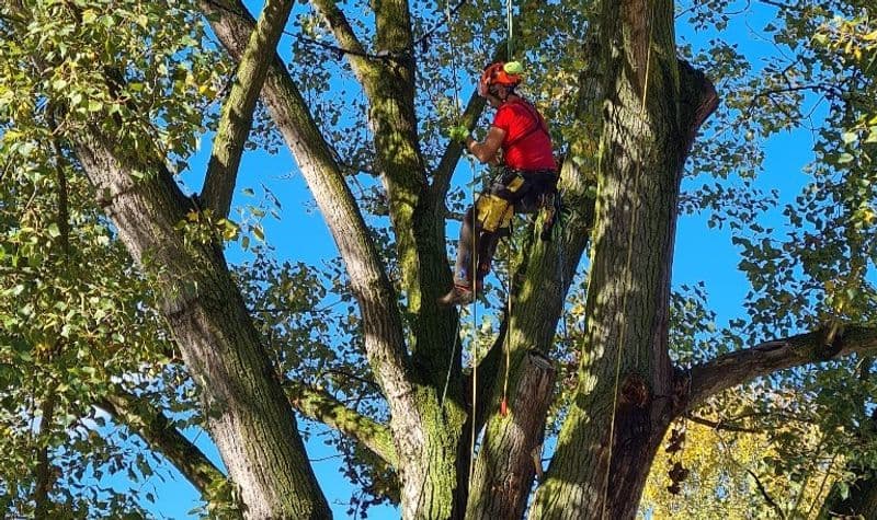 CHIVASSO - Un pioppo di più di 50 anni salvato grazie ad un intervento di «treeclimbing» - FOTO
