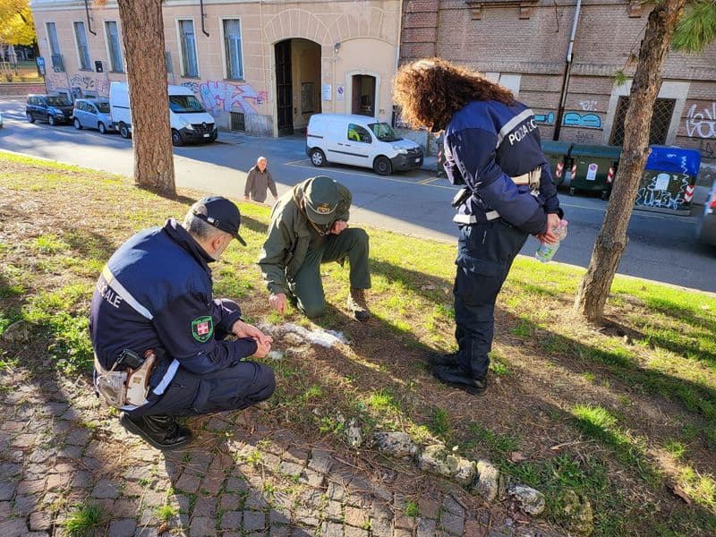 CANAVESE - Cani avvelenati da bocconi killer, parte una task force della Città metropolitana - FOTO