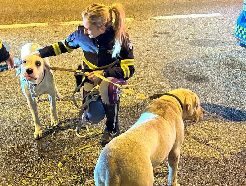 VOLPIANO - Due cani vagano di notte in autostrada, salvati dagli agenti della polizia stradale - FOTO
