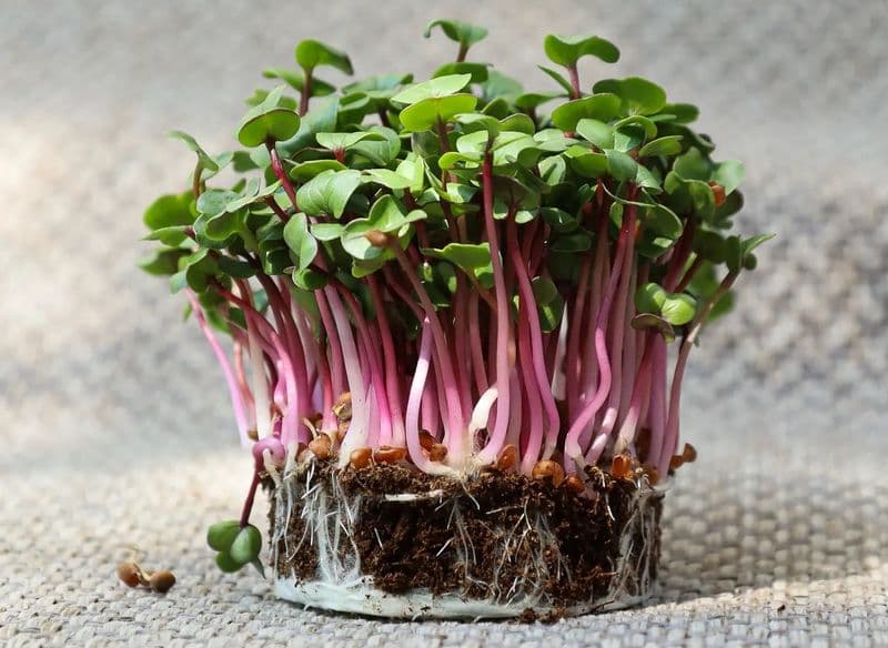 FOOD – A qualcuno piace piccola