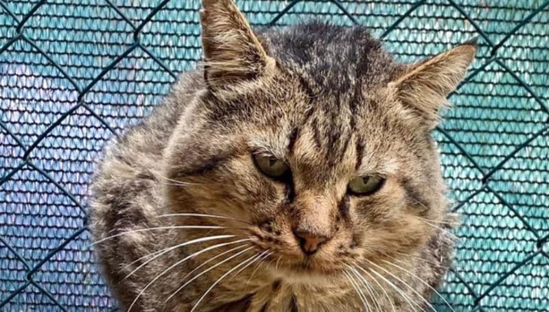 IVREA - Spese mediche del gattile: i volontari attivano una raccolta fondi via internet per aiutare tutti i mici