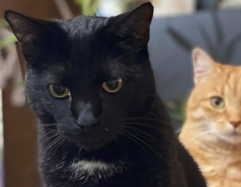 RIVAROLO CANAVESE - Appello andato a segno: ritrovato il gatto Ego, smarrito in zona centro