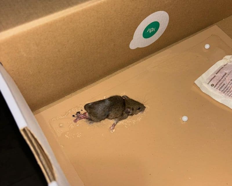 CASTELLAMONTE - Topi nelle case popolari di via Barengo, Atc: «Già eseguite due derattizzazioni, valuteremo altri interventi» - FOTO