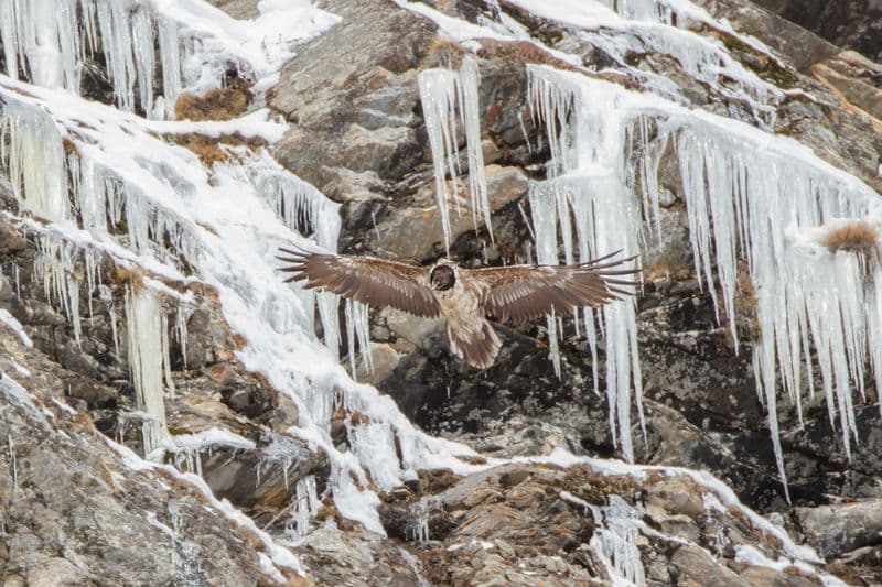 GRAN PARADISO - C'è il gipeto che nidifica: istituita la zona a tutela della specie