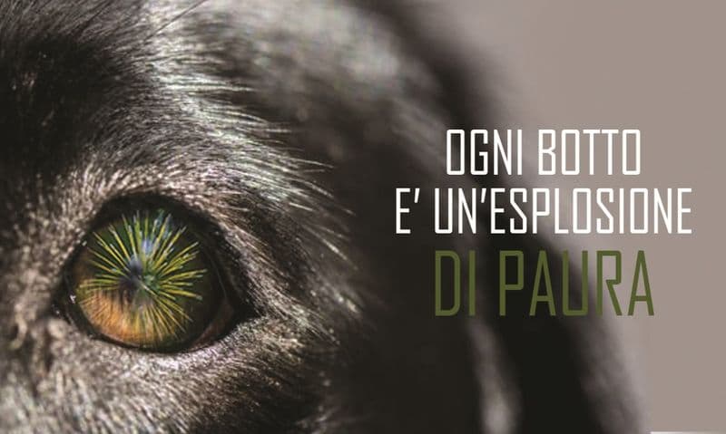 CANAVESE - Botti di capodanno, pericolo per gli animali: il decalogo dell'Oipa per proteggerli - VIDEO