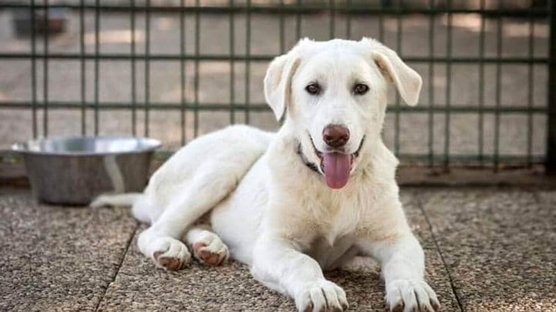 BARBANIA - Raffica di insulti sui social contro i volontari del rifugio per animali