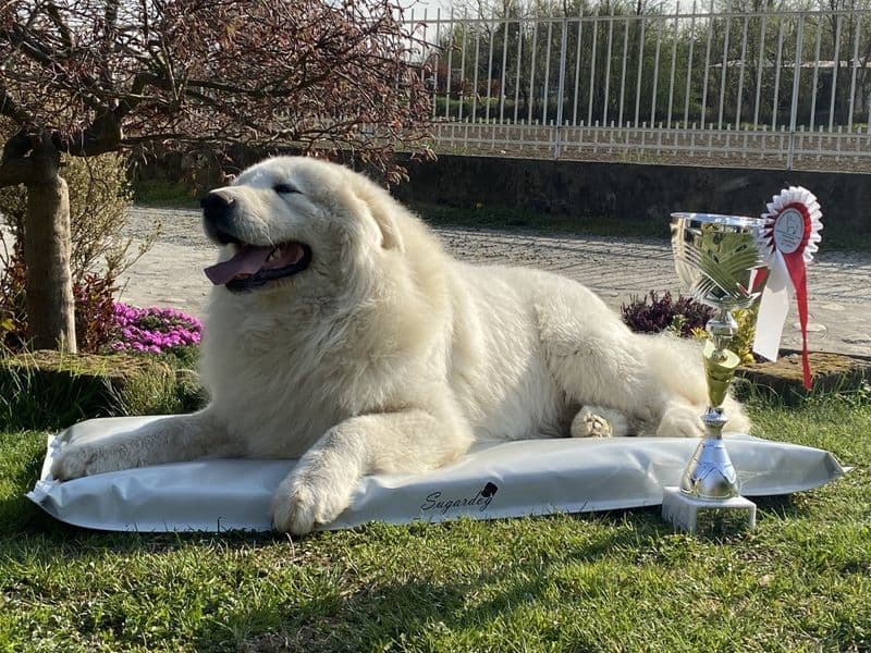 CANAVESANO DELL'ANNO 2023 - I LETTORI DI QC HANNO SCELTO CAFAGGIO