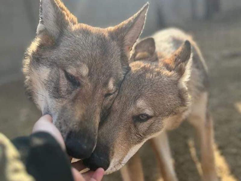 BARBANIA - Quattro cani scappano dal rifugio: ritrovati grazie al pronto intervento dei volontari