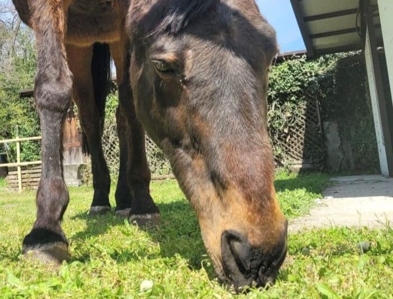 SAN CARLO CANAVESE - Addio al cavallo Remì, abbandonato in mezzo ai campi perché anziano