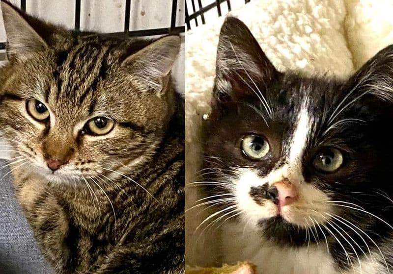 MONTANARO - Quattro gattini abbandonati in una scatola chiusa con un'asse di legno