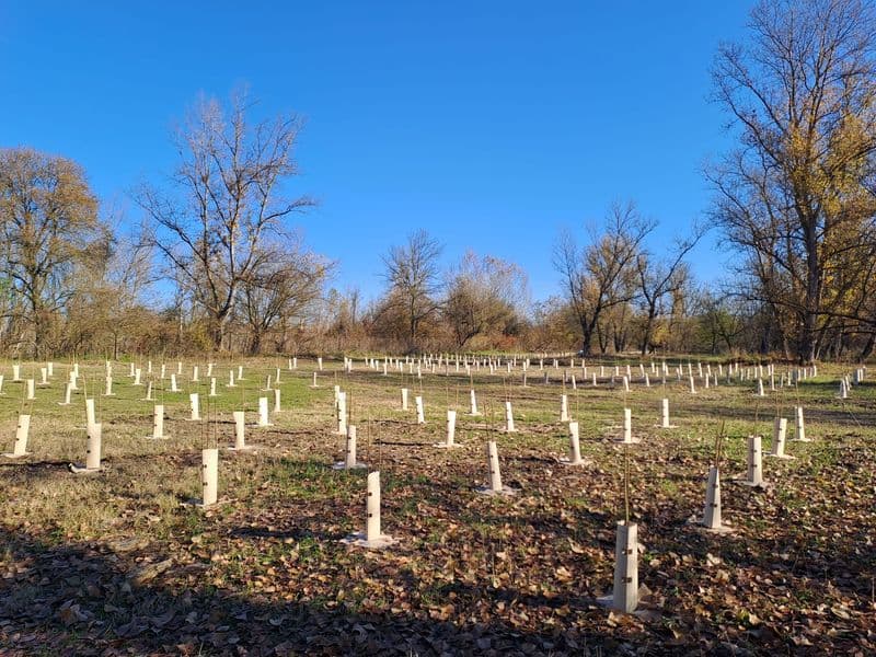 CANAVESE - Un milione di alberi per il nostro futuro - FOTO