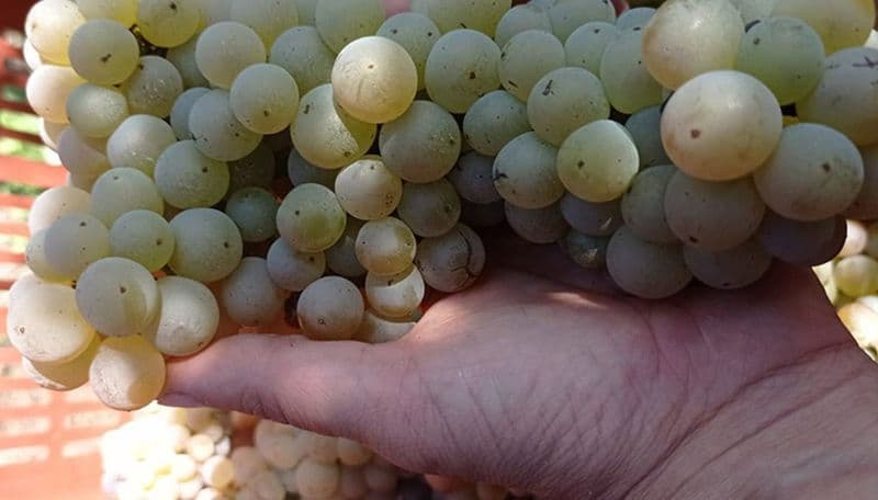  CANAVESE - Erbaluce, la vendemmia 2023 è quasi da nove stelle: produzione in calo ma qualità alta