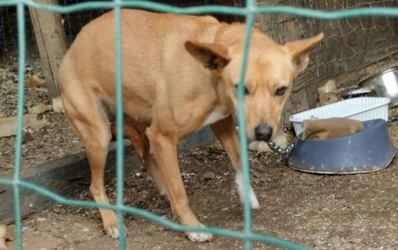 LOCANA - Cagnolina legata ad una catena e chiusa in un box senza luce: salvata dal maresciallo della forestale - FOTO