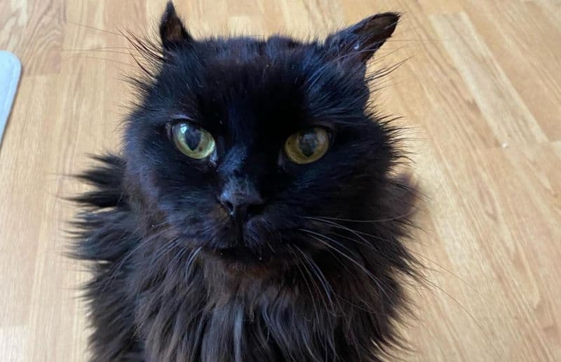 IVREA - Maltrattata dal proprietario, salvata dai volontari: ora la piccola Calimera ha trovato una nuova famiglia