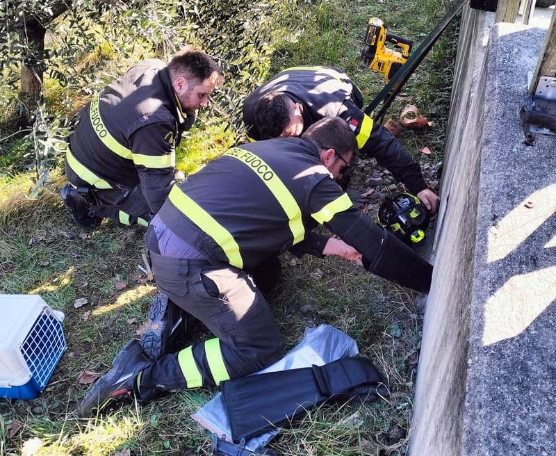 ROCCA CANAVESE - Gatto intrappolato in un tubo salvato dai vigili del fuoco - FOTO
