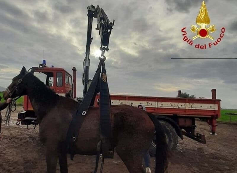 BORGOMASINO - «C'è un cavallo disperato nel canale»: provvidenziale intervento dei vigili del fuoco