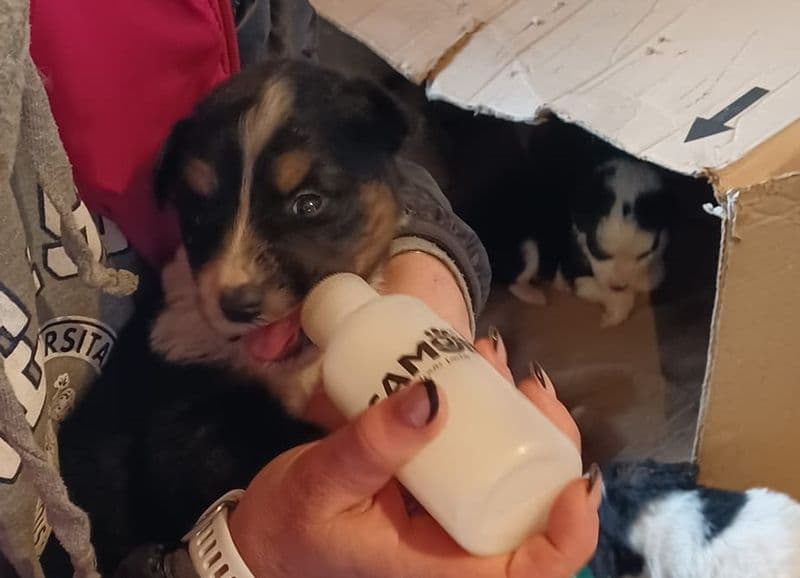 BARBANIA - Cuccioli abbandonati dentro uno scatolone: i volontari chiedono aiuto