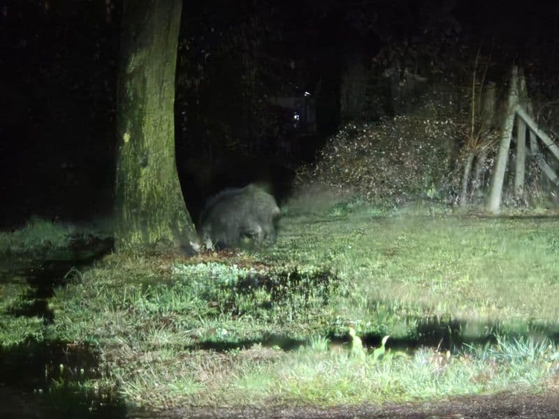 VALPERGA - Cinghiali a passeggio di notte nella zona del cimitero