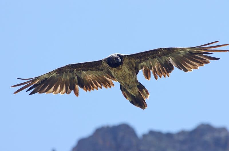 GRAN PARADISO - Schiuso l'uovo del nido di gipeto: benvenuto Refrain