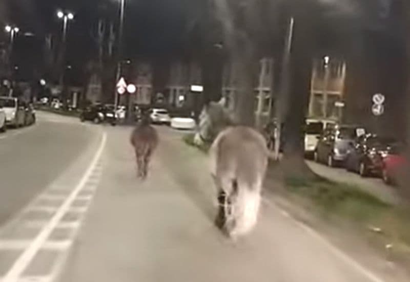 BORGARO - Due cavalli a spasso per il centro cittadino: paura tra gli automobilisti - VIDEO