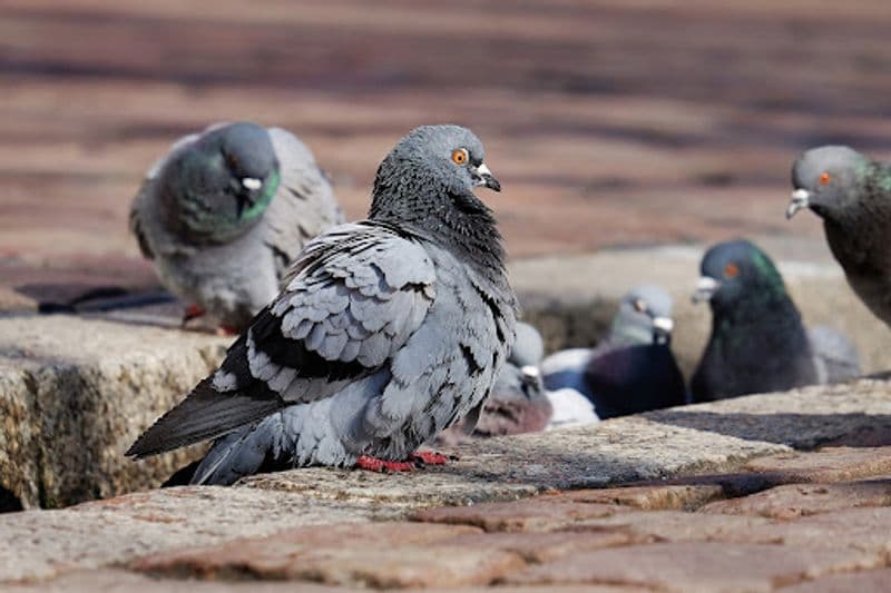 CIRIE' - Nessuna ordinanza contro i colombi da parte del Comune
