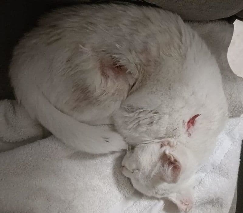 CHIVASSO - Sparano ad una gatta con un fucile ad aria compressa in frazione Boschetto - FOTO