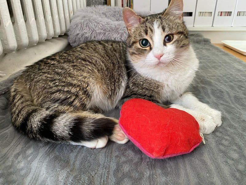 IVREA - Il gatto Titan è stato investito e ha perso la vista ma ha saputo conquistare una nuova famiglia