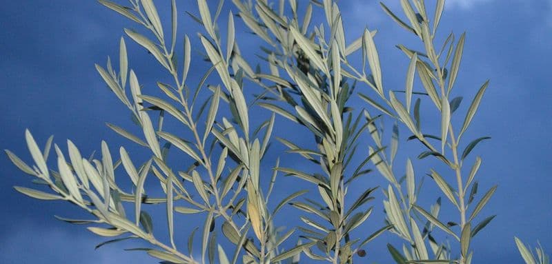 Perchè ieri era la «domenica delle palme»?