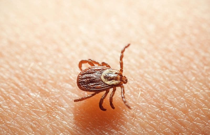 CIRIE' - Zecche a scuola, nelle vacanze di Pasqua parte la disinfestazione