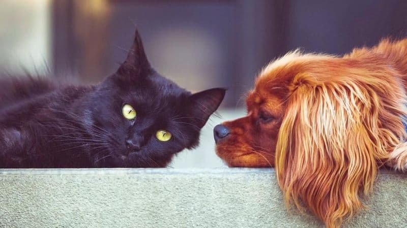 ANIMALI - Nuova legge: stop alle catene per i cani e i padroni potranno essere tumulati con le ceneri dell'amico a quattro zampe