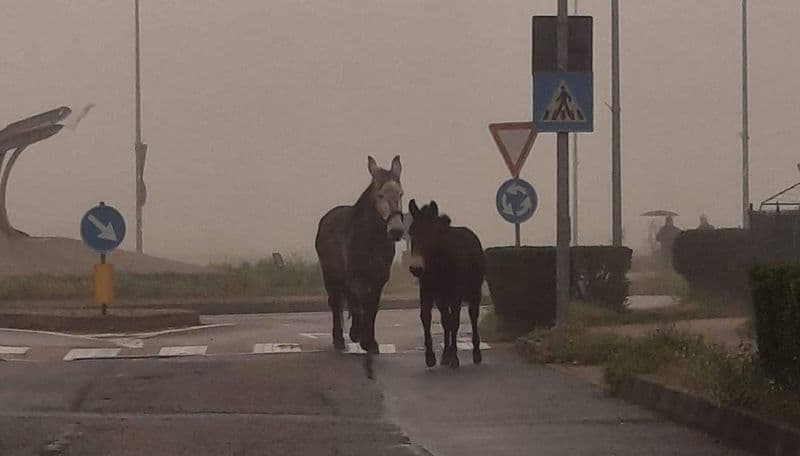 BORGARO - I cavalli in fuga concedono il bis: altra passeggiata in via Italia spaventati da un cane